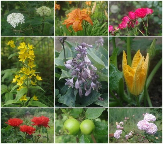 le jardin de maman