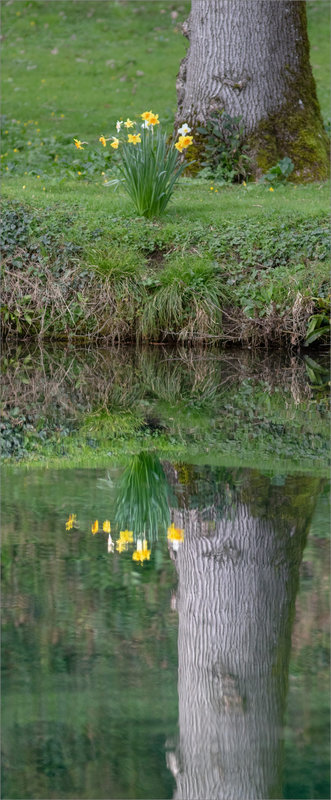 Rivière pano reflet jonquilles 120322