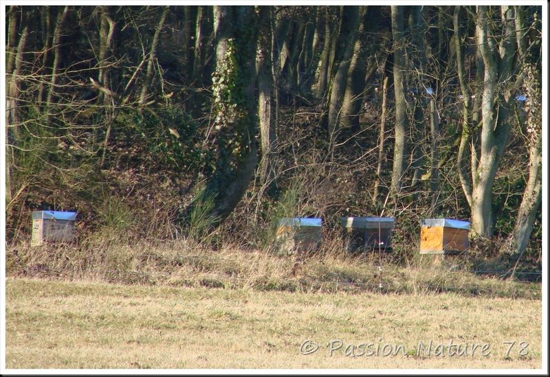 Les abeilles (13)