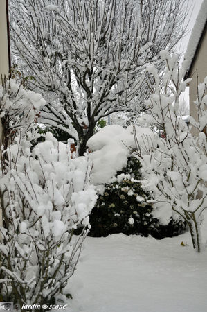 Prunus