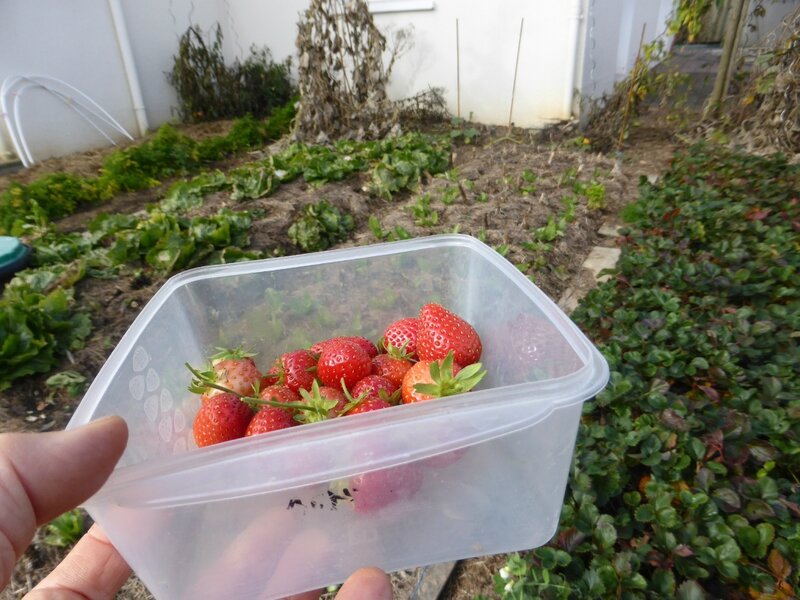 6-fraises (10)