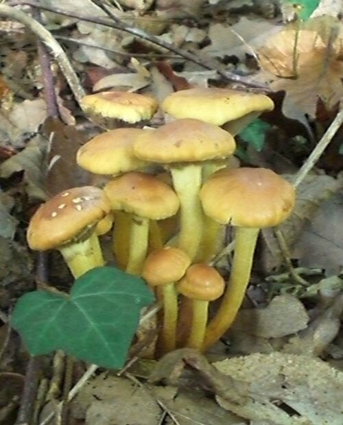 Hypholoma fasciculare