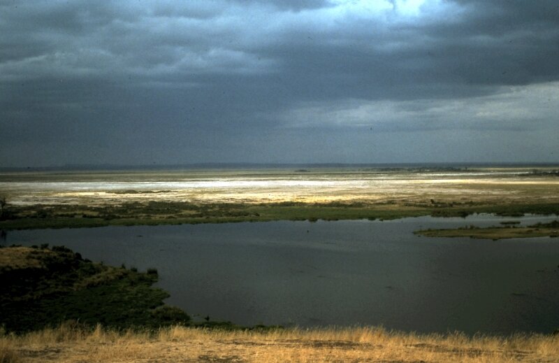 amboseli paysage m