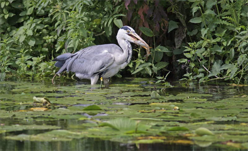 Oiseau héron poisson 300621 ym 3
