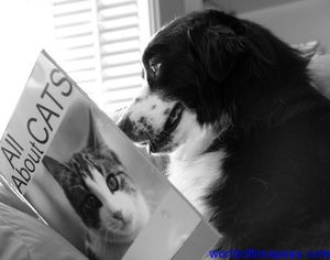 dog_reading_book