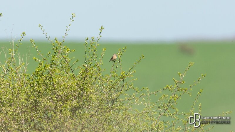 Tarier pâtre (Saxicola rubicola - European Stonechat)