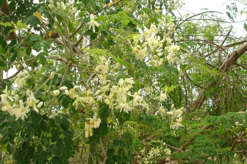 Fleurs de moringa