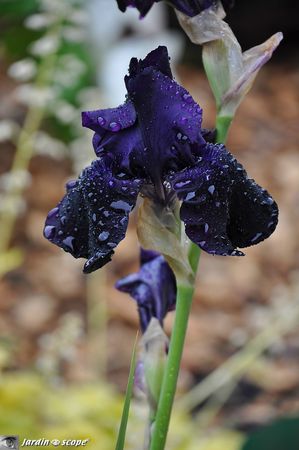 Iris-Black-Tie-Affair-3