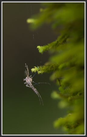Galuchet_moustique_mousse_1_250410