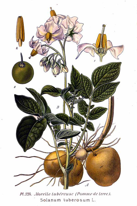 Plante de Pomme de terre Solanum_tuberosum_L