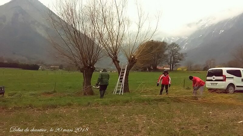 Osier-taille-18-01