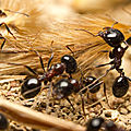 Sisyphe et les fourmis