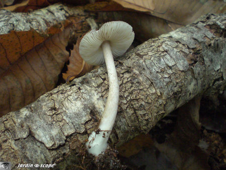 plut_e_couleur_de_cerf