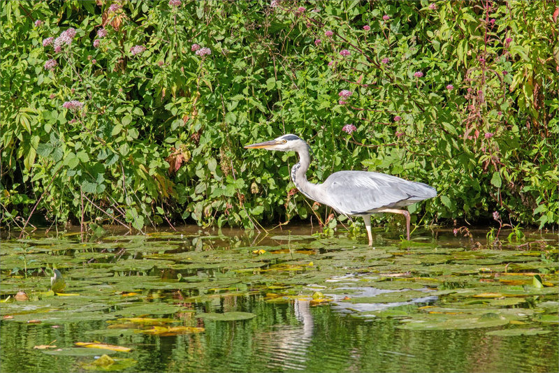 Oiseau héron fleurs 1