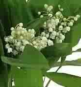 medium_brins_de_muguet