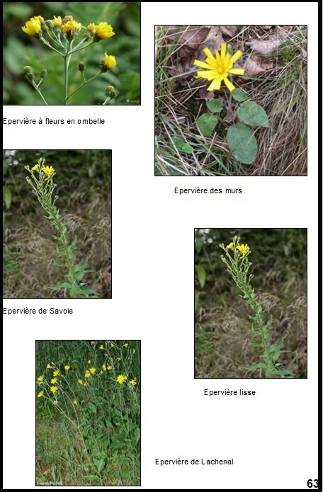Hieracium_sections_photos