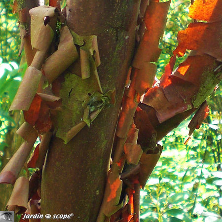 Acer_griseum_