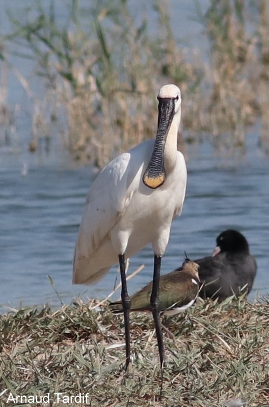 001893 Estuaire de la Gironde - Rive Droite - Pays du Blayais - Terres d'Oiseaux