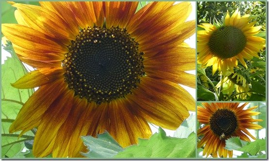 tournesols2