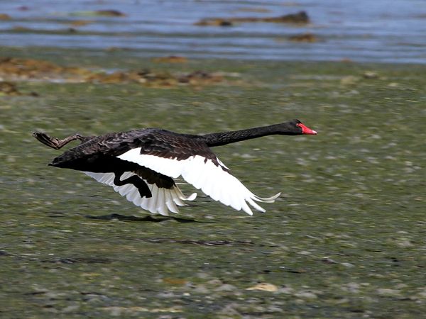 CYGNE Noir - Cygnus Atratus 1