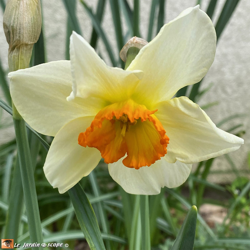 Narcisse-pluriflore-Geranium