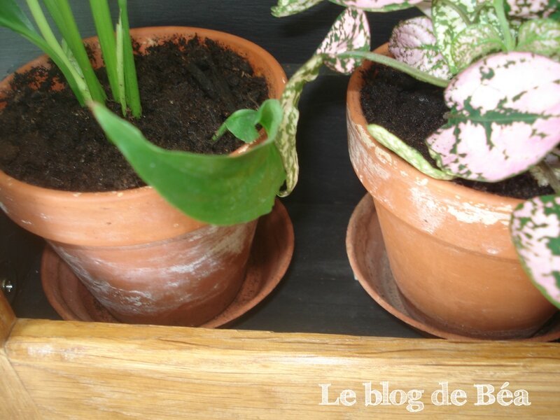 DIY cadre végétal