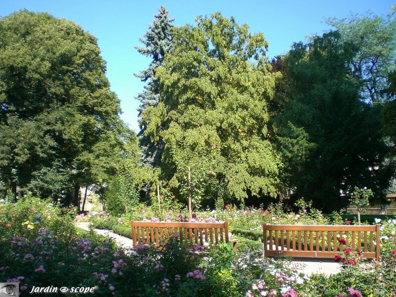 Roseraie du Parc du château d'eau à Colmar (68)