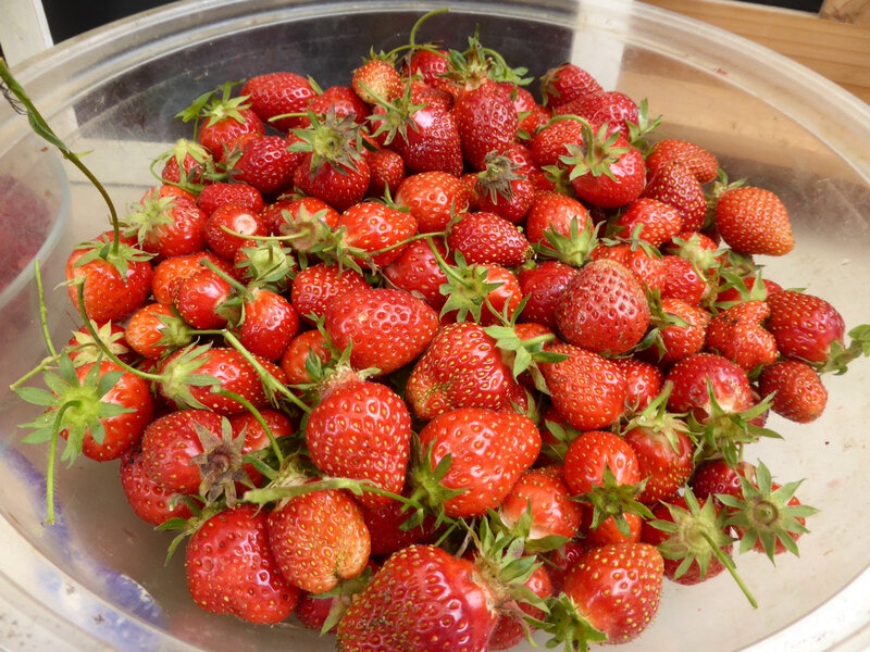 11-fraises (1)