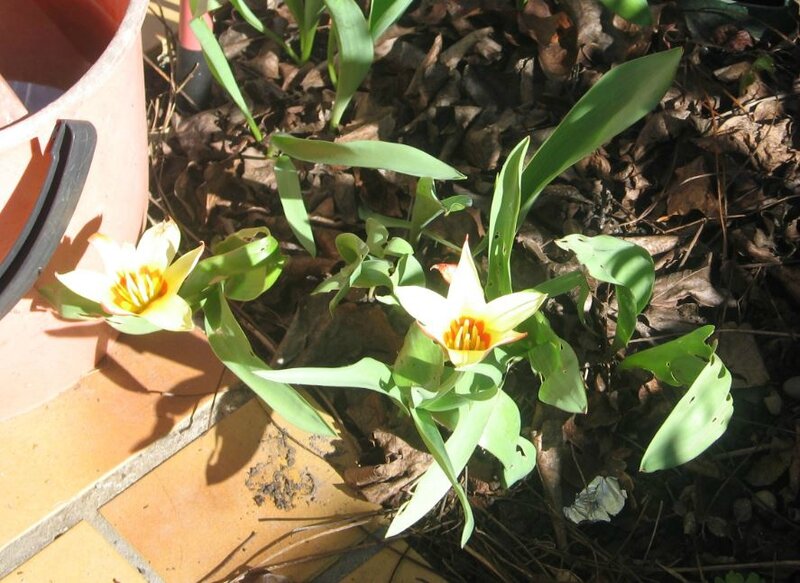 tulipes 01