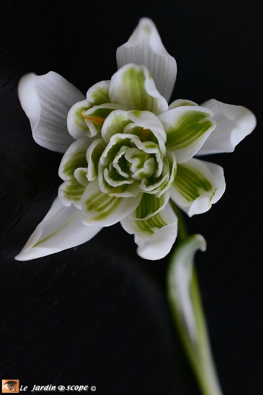 Galanthus-Nivalis-flore-pleno