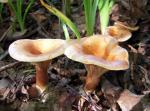 Clitocybe acromelalga dokusasako 5