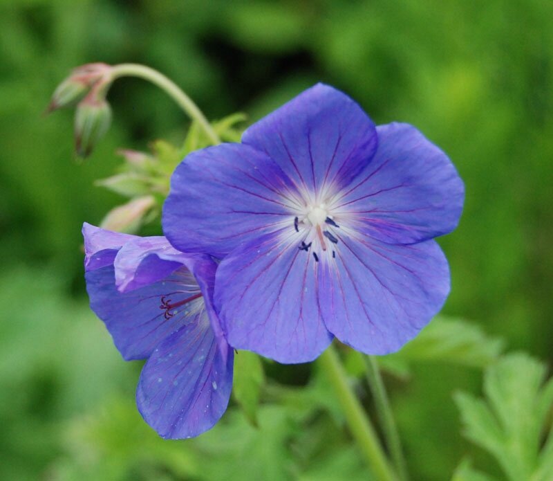 Geranium 'Brookside'