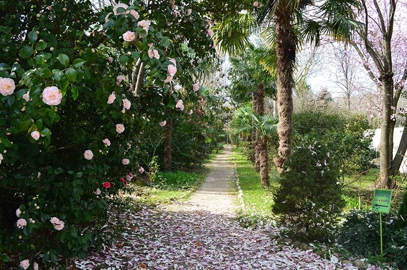 parc-floral-les-camellias-de-la-prairie-14-03-17-DR-Cévennes-tourisme-124