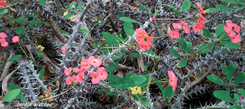 CIMG1468_Euphorbia