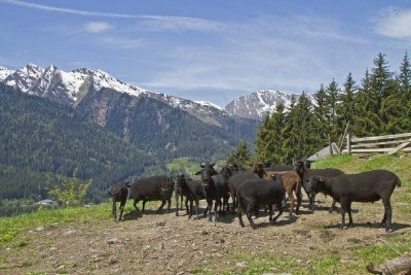 13873582-herd-with-black-sheep-in-a-pasture-in-the-dolomites-in-south-tyrol