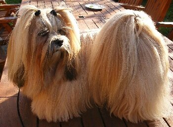 Lhassa Apso 01