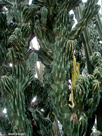 CIMG1463_Cereus