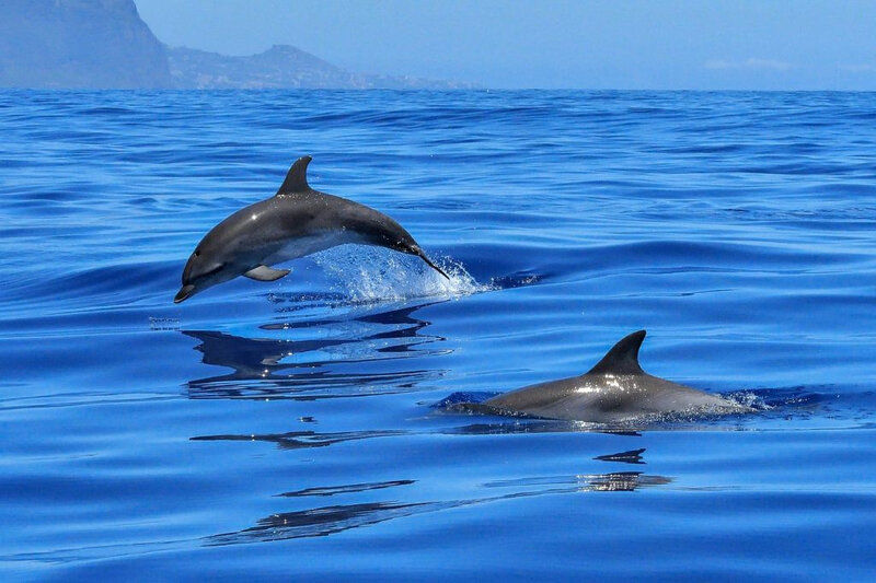 dauphins-bond-mer