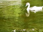 cygne_juillet_2010__1_