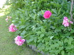 fleurs_de_mon_jardin_22_mai_2009_011