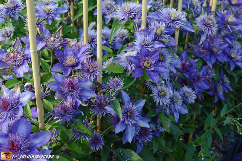 Clematis multiblue