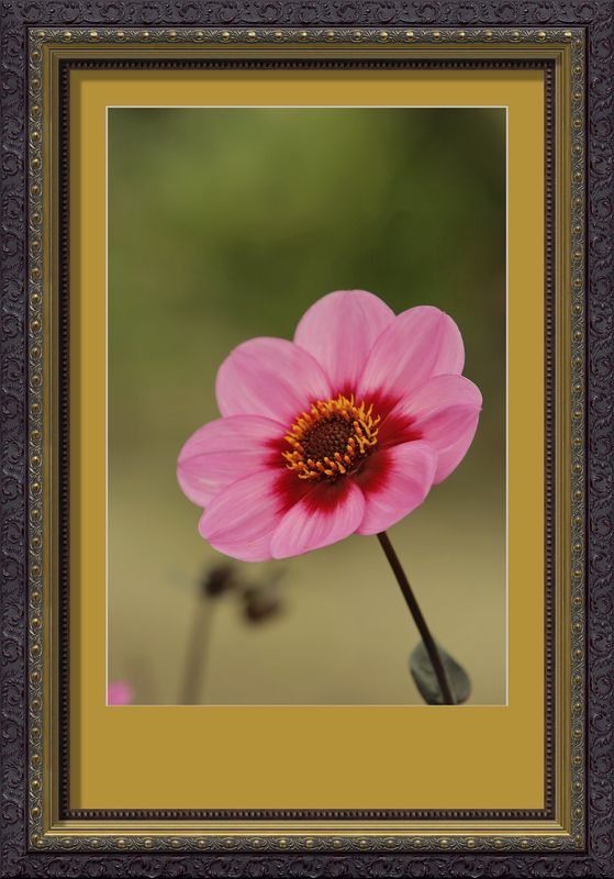 Dahlia rose