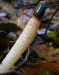 Phallus_du_chien9