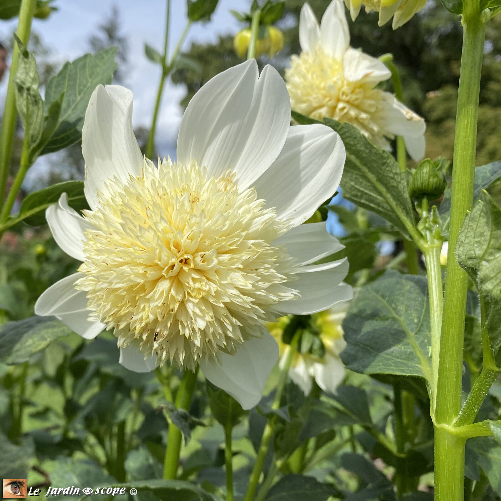 Dahlia-Platinum-Blonde