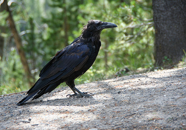 common_Raven