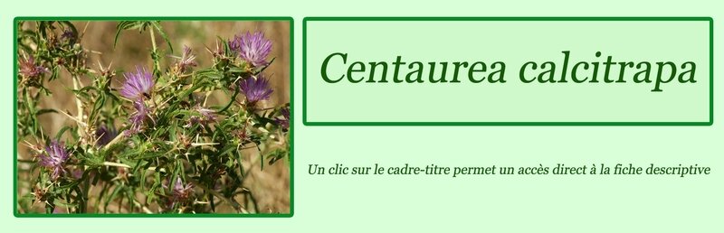 Centaurea calcitrapa