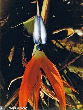 Strelitzia