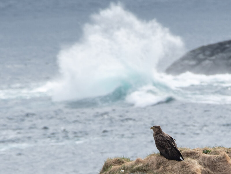 Pygargue à queue blanche - Haliaeetus albicilla