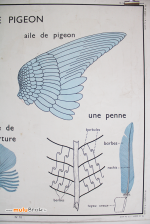 Affiche-Rossignol-3-LE-PIGEON-muluBrok