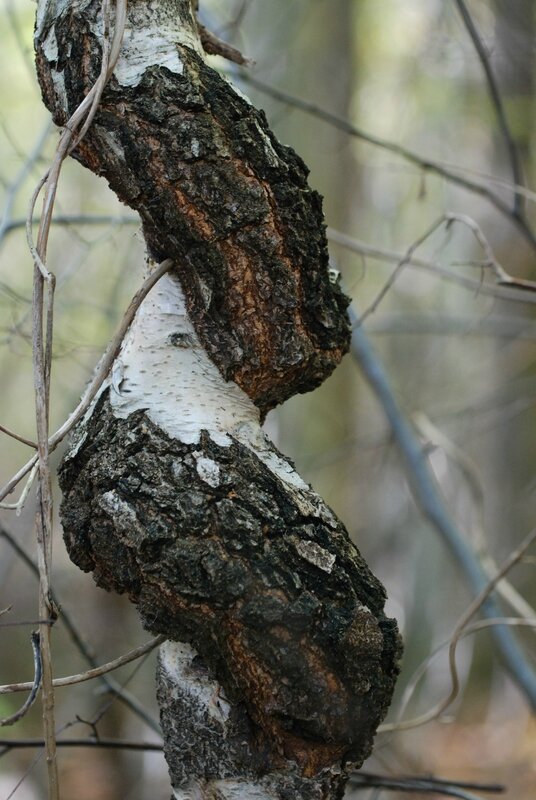 Bizarre cet arbre!
